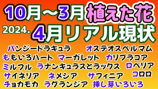 【動画にしてきたお花の今リアル】秋からのお花の今を見せる・フル出演・枯れたのもある・ぶっ倒れたのもある