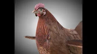 3D Model Chicken Hen PBR Bird Rigged Low poly at 3DExport.com