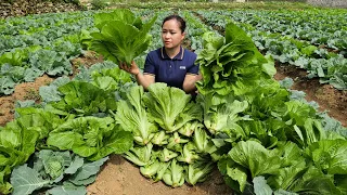 Harvest Large Vegetables Garden Goes to the market sell - Lý Thị Ca
