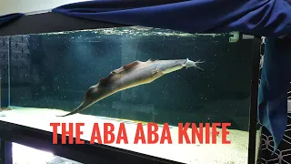 The Aba Aba Knifefish - Giant African catfish feeding