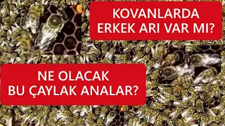 BAL AKIMINA GÜÇLÜ KOVANLARLA GİRMEK.