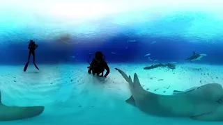 360°   видео  под  водой