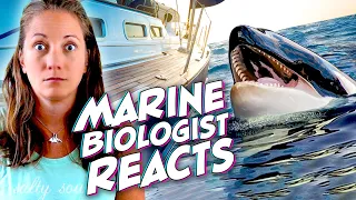 Why Are Orcas Sinking Ships? A Marine Biologist Explains