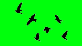 Top 12 Black Birds flying green screen effects with sound HD footages | bird fly chroma key