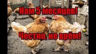 Как нас обманывают при покупке кур! Что нужно знать когда покупаете кур! Перекупы всё врут!