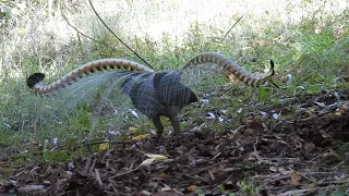 Male Lyrebird performing