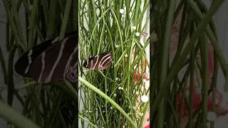 Zebra longwing Butterfly freshly hatched in my Rhipsalis