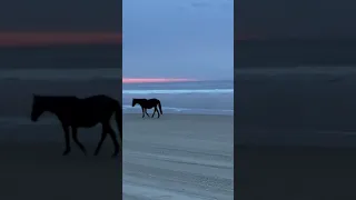 Obx wild horse strolling along beach at sunrise