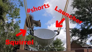 Squirrel Launching / Squirrel Catapult #shorts