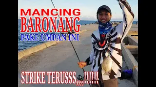 Trik mancing ikan baronang terbaik 2019, rabbitfish fishing, rabbitfish fishing on ultralight tackle