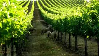 Lamb in the Vineyards: The Benefits of Targeted Grazing