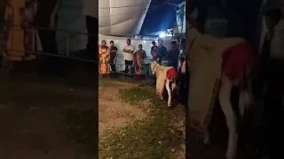 Smart Funny Donkey comedy