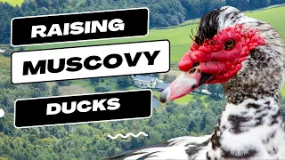 Are Muscovy Ducks Right for Your Homestead?