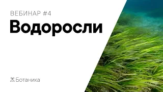 #1.4 | Водоросли: одноклеточные и многоклеточные