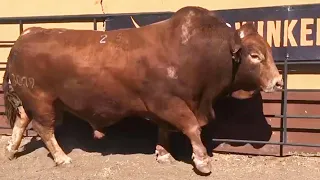 Beefmaster bulls from Bos Blanco SA