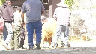 Cow on 210 Freeway Captured After Exiting