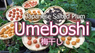 How To Make Umeboshi Japanese Pickled Plum | Salted and Shiso