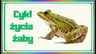 Cykl życia żaby - od jajeczka do płaza - film edukacyjny dla dzieci.