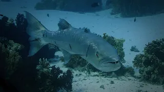 Great Barracuda up close