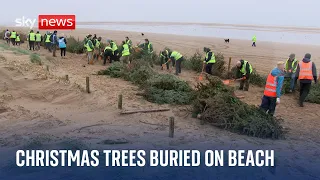 Why are Christmas trees being buried on a Blackpool beach?