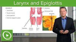 Larynx and Epiglottis – Respiratory Histology | Lecturio