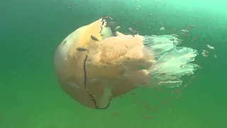 Rhizostoma Pulmo, Barrel jellyfish, filmed in Cornwall. As seen on Channel 4