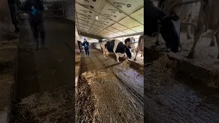 How to clean up after cows?