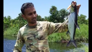 Baby Tarpon fishing (Suriname-coronie)