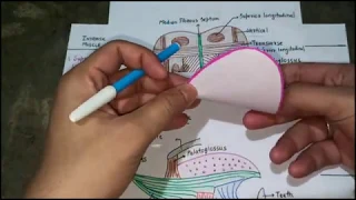 MUSCLES AND MOVEMENTS OF TONGUE