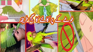 how to cut parrots wings | parrots ka par cut krna ka tarika | Urdu Hindi #parrots#parrotvideo