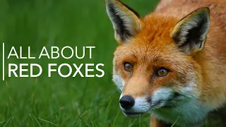 Everything You Need To Know About RED FOXES