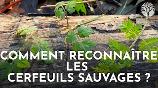 Comment reconnaître les cerfeuils sauvages ?