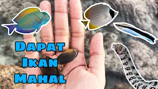 Berburu Ikan Hias ke Pantai Dapat Banyak Ikan Cantik Buat Akuarium, Gaperlu Beli😅