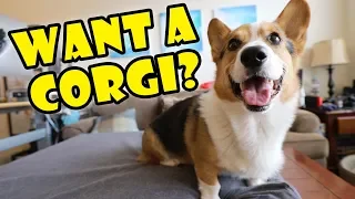 Want a Corgi Puppy? Things to Know! || Extra After College