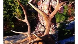 Girl Shoots 6pt Bull Elk - Stuck N the Rut 39