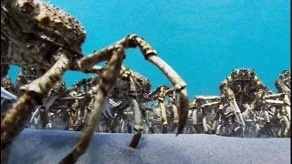 Army Of Spider Crabs Shed Their Shells | Blue Planet II