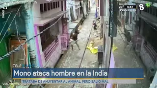 Mono ataca hombre en la India