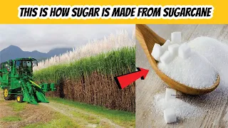 How Sugar Is Made From Sugarcane | How It's Made Sugar | Sugar Production Method From Sugar Cane