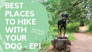Where to Hike with your Dog in Washington: - Evans Creek Preserve Ep. 1