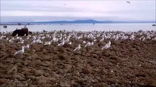 Seagulls March 4 2014