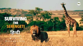 Surviving The Serengeti - हिन्दी डॉक्यूमेंट्री | Wildlife documentary in Hindi