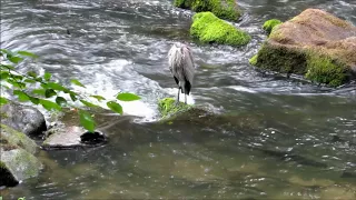 Juvenile Great Blue Heron  surrounded by salmon at Tumwater Falls