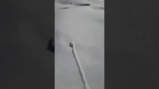 мышь под снегом