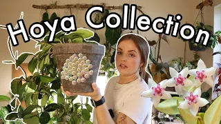 A Tour of my Hoya Collection!