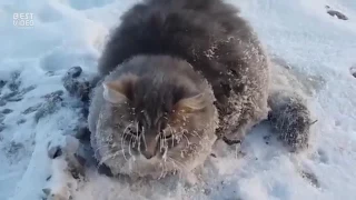 Спасли кота кот примерз лапками в лёд добрые люди спасли животное