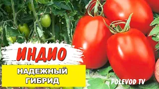 Обзор урожайного томата Индио F1 - Надежный гибрид для транспортировки 🍅