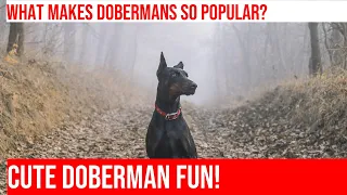 Cute & Funny Doberman Pinscher Moments | Social Media Stars