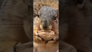 ADORABLE🐿 SQUIRREL EATING WALNUTS #Shorts