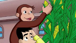 Jorge el Curioso en Español 🐵 Problema de Semillas 🐵Mono Jorge 🐵Caricaturas para Niños