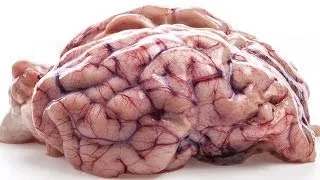 7 "Facts" About The Brain That Are Not True
